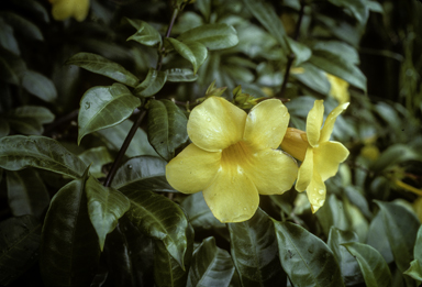 APII jpeg image of Allamanda cathartica  © contact APII