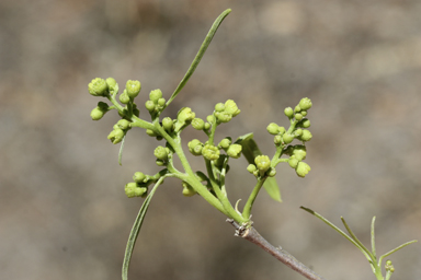 APII jpeg image of Alectryon oleifolius subsp. elongatus  © contact APII