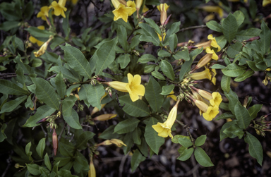 APII jpeg image of Allamanda neriifolia  © contact APII