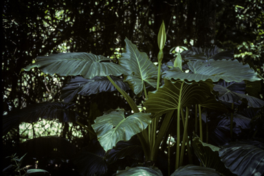 APII jpeg image of Alocasia brisbanensis  © contact APII