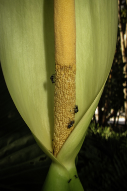 APII jpeg image of Alocasia brisbanensis  © contact APII