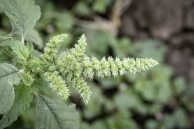 APII jpeg image of Amaranthus hybridus  © contact APII