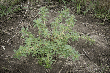 APII jpeg image of Amaranthus macrocarpus  © contact APII