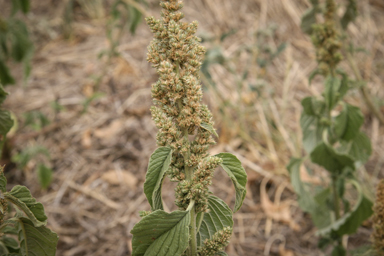 APII jpeg image of Amaranthus retroflexus  © contact APII