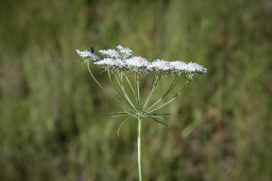 APII jpeg image of Ammi majus  © contact APII