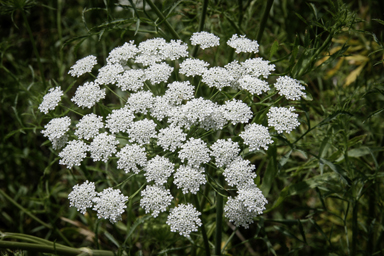 APII jpeg image of Ammi majus  © contact APII