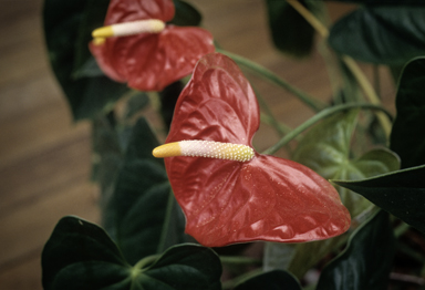 APII jpeg image of Anthurium andraeanum  © contact APII