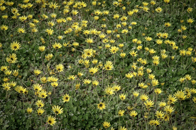 APII jpeg image of Arctotheca calendula  © contact APII