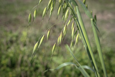 APII jpeg image of Avena sativa  © contact APII