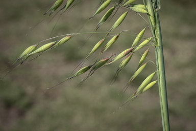 APII jpeg image of Avena sativa  © contact APII