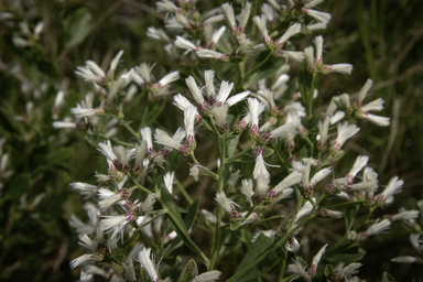 APII jpeg image of Baccharis halimifolia  © contact APII