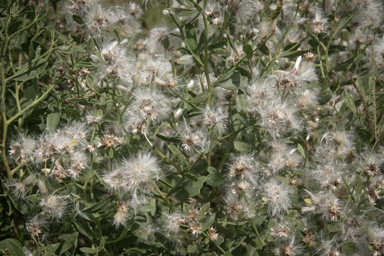 APII jpeg image of Baccharis halimifolia  © contact APII