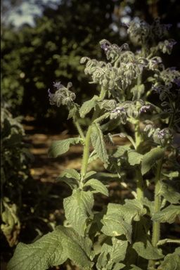 APII jpeg image of Borago officinalis  © contact APII