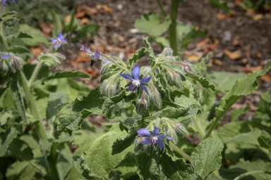 APII jpeg image of Borago officinalis  © contact APII