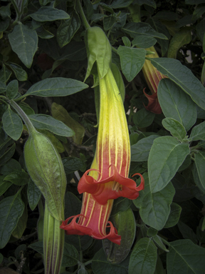 APII jpeg image of Brugmansia sanguinea  © contact APII