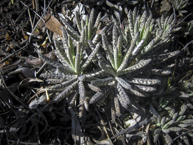 APII jpeg image of Bryophyllum delagoense  © contact APII