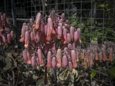 APII jpeg image of Bryophyllum fedtschenkoi  © contact APII