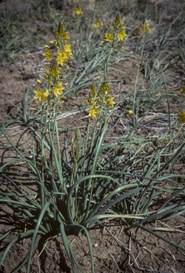 APII jpeg image of Bulbine bulbosa  © contact APII