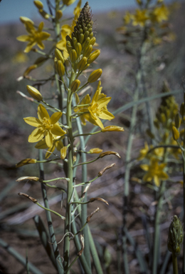 APII jpeg image of Bulbine bulbosa  © contact APII