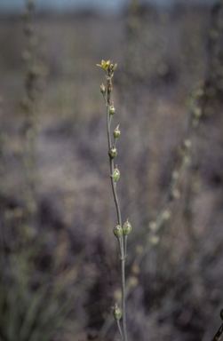 APII jpeg image of Bulbine semibarbata  © contact APII