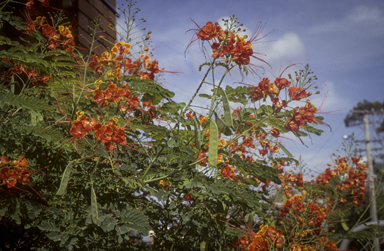 APII jpeg image of Caesalpinia pulcherrima  © contact APII