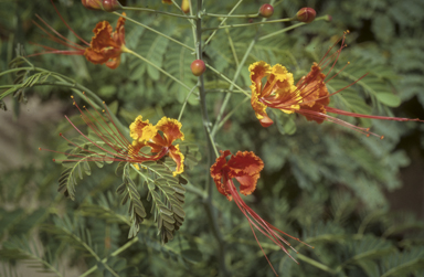 APII jpeg image of Caesalpinia pulcherrima  © contact APII