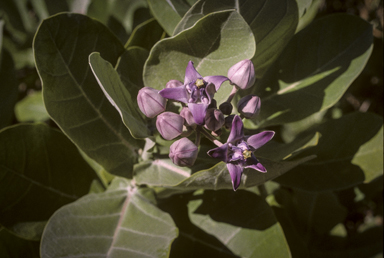 APII jpeg image of Calotropis gigantea  © contact APII