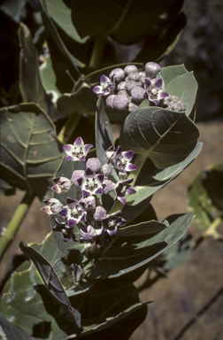 APII jpeg image of Calotropis procera  © contact APII