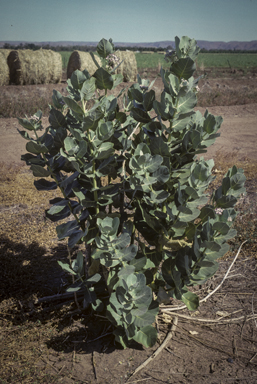 APII jpeg image of Calotropis procera  © contact APII