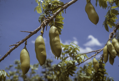 APII jpeg image of Castanospermum australe  © contact APII