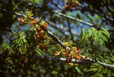 APII jpeg image of Castanospermum australe  © contact APII