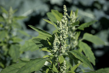 APII jpeg image of Chenopodium album  © contact APII