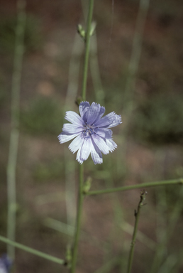 APII jpeg image of Cichorium intybus  © contact APII