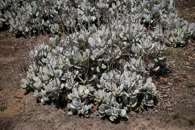 APII jpeg image of Cotyledon orbiculata  © contact APII