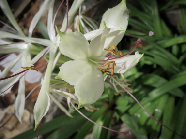 APII jpeg image of Crinum angustifolium  © contact APII