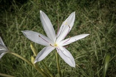 APII jpeg image of Crinum flaccidum  © contact APII