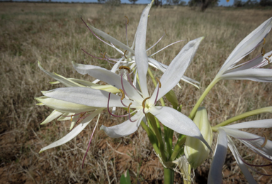 APII jpeg image of Crinum flaccidum  © contact APII