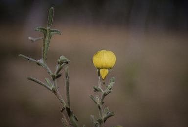 APII jpeg image of Crotalaria alata  © contact APII