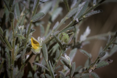 APII jpeg image of Crotalaria brevis  © contact APII