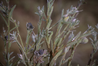 APII jpeg image of Crotalaria brevis  © contact APII