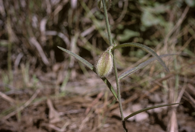 APII jpeg image of Crotalaria calycina  © contact APII