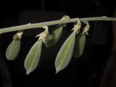 APII jpeg image of Crotalaria eremaea subsp. eremaea  © contact APII