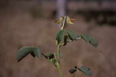 APII jpeg image of Crotalaria incana subsp. incana  © contact APII