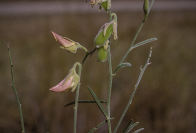 APII jpeg image of Crotalaria juncea  © contact APII