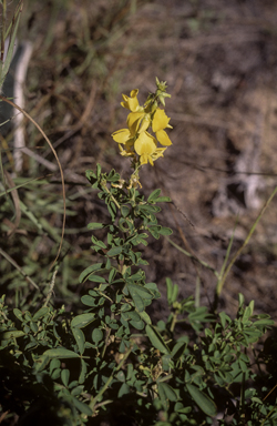 APII jpeg image of Crotalaria medicaginea var. neglecta  © contact APII