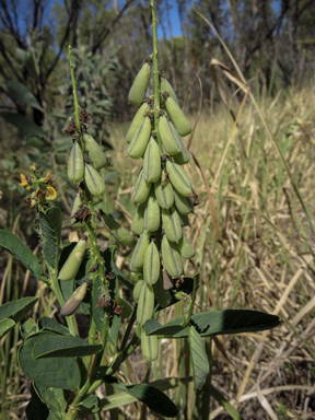 APII jpeg image of Crotalaria mitchellii  © contact APII