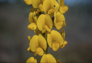 APII jpeg image of Crotalaria novae-hollandiae subsp. novae-hollandiae  © contact APII