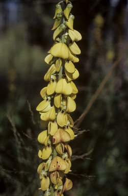 APII jpeg image of Crotalaria pallida var. obovata  © contact APII