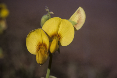 APII jpeg image of Crotalaria retusa var. retusa  © contact APII