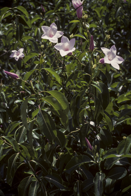 APII jpeg image of Cryptostegia grandiflora  © contact APII